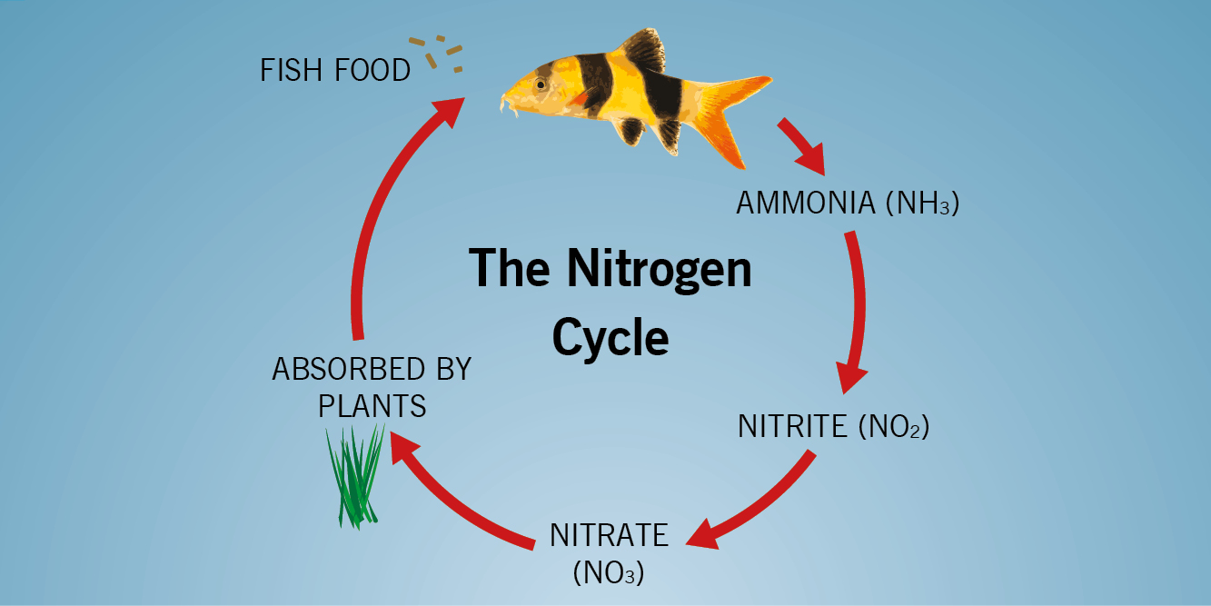 Pure Aquarium Nitrogen Cycle